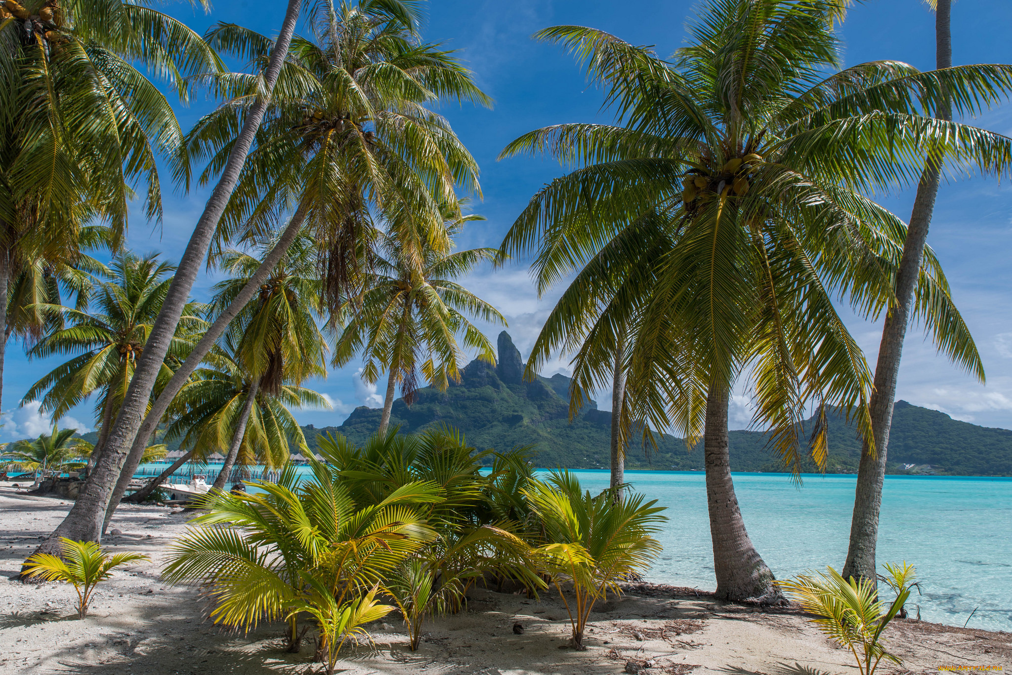 природа, тропики, простор