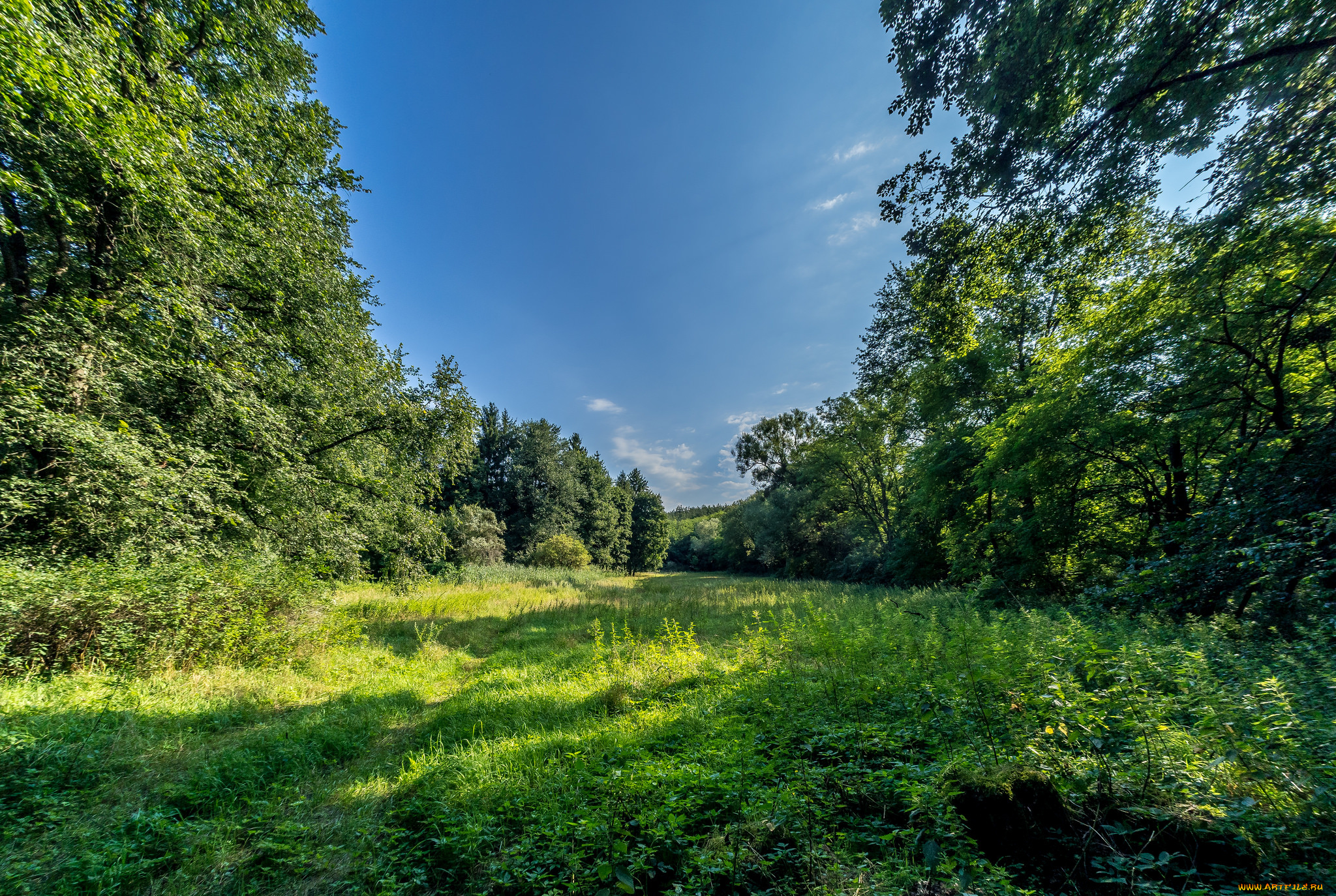природа, лес, простор