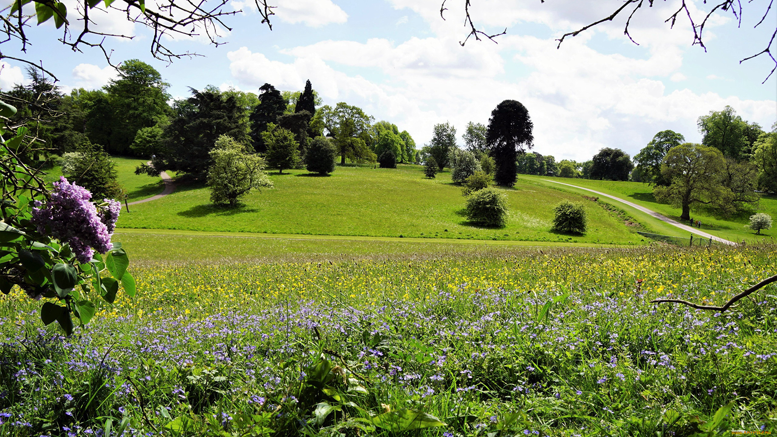 природа, парк, сирень, аллеи
