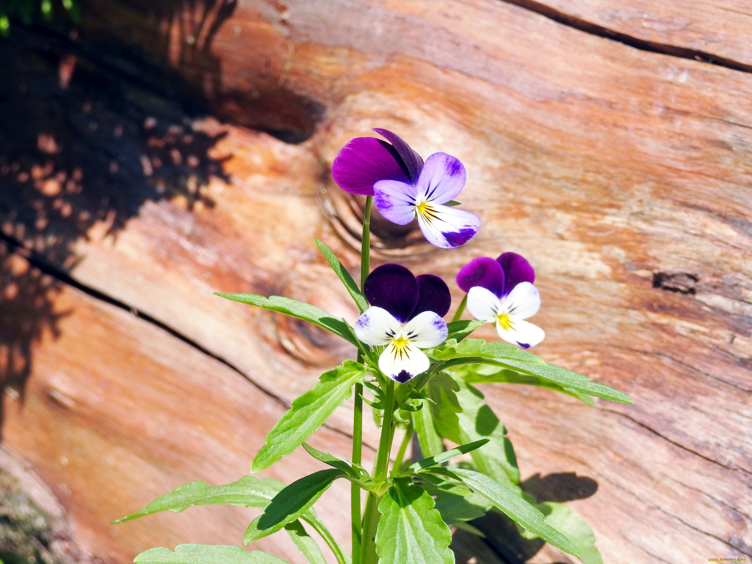 цветы, фиалки, нежный