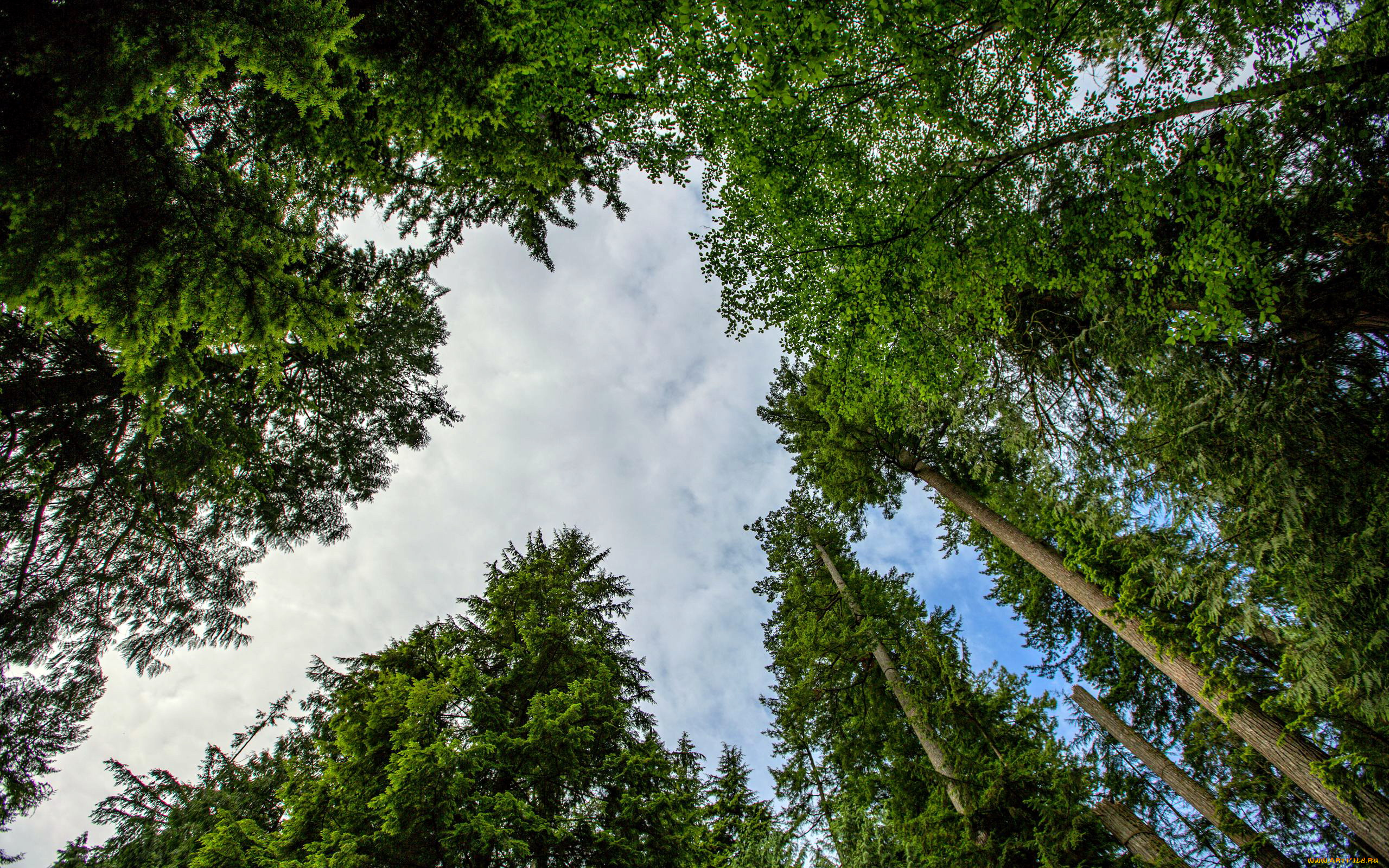 природа, деревья, кроны