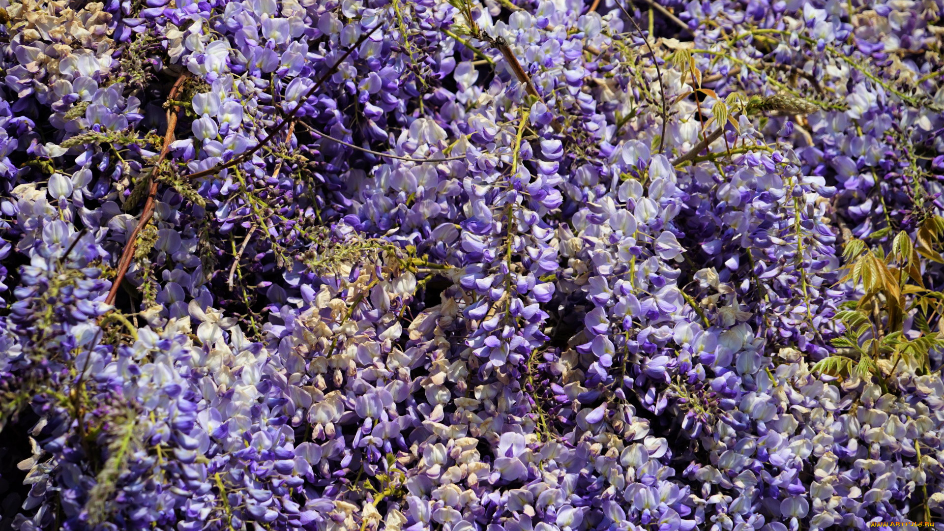 цветы, глициния, вистерия