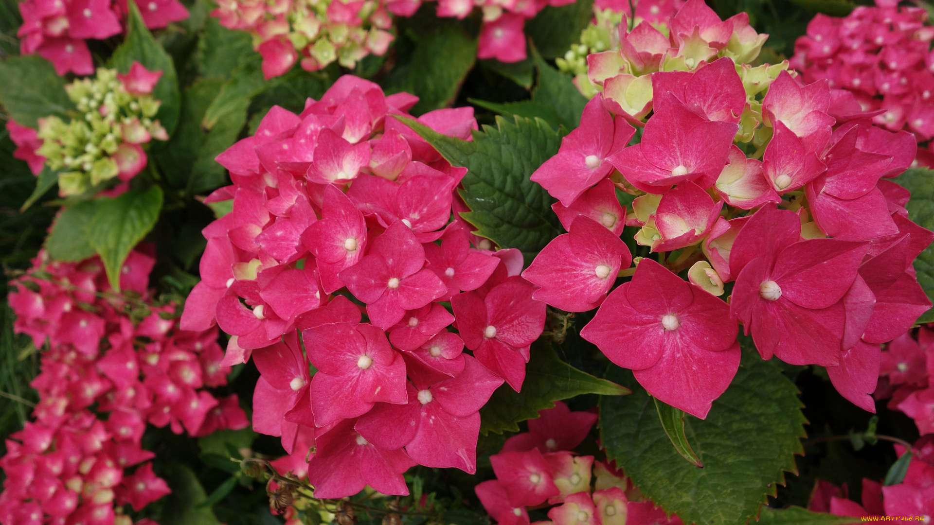 цветы, гортензия, розовая, куст