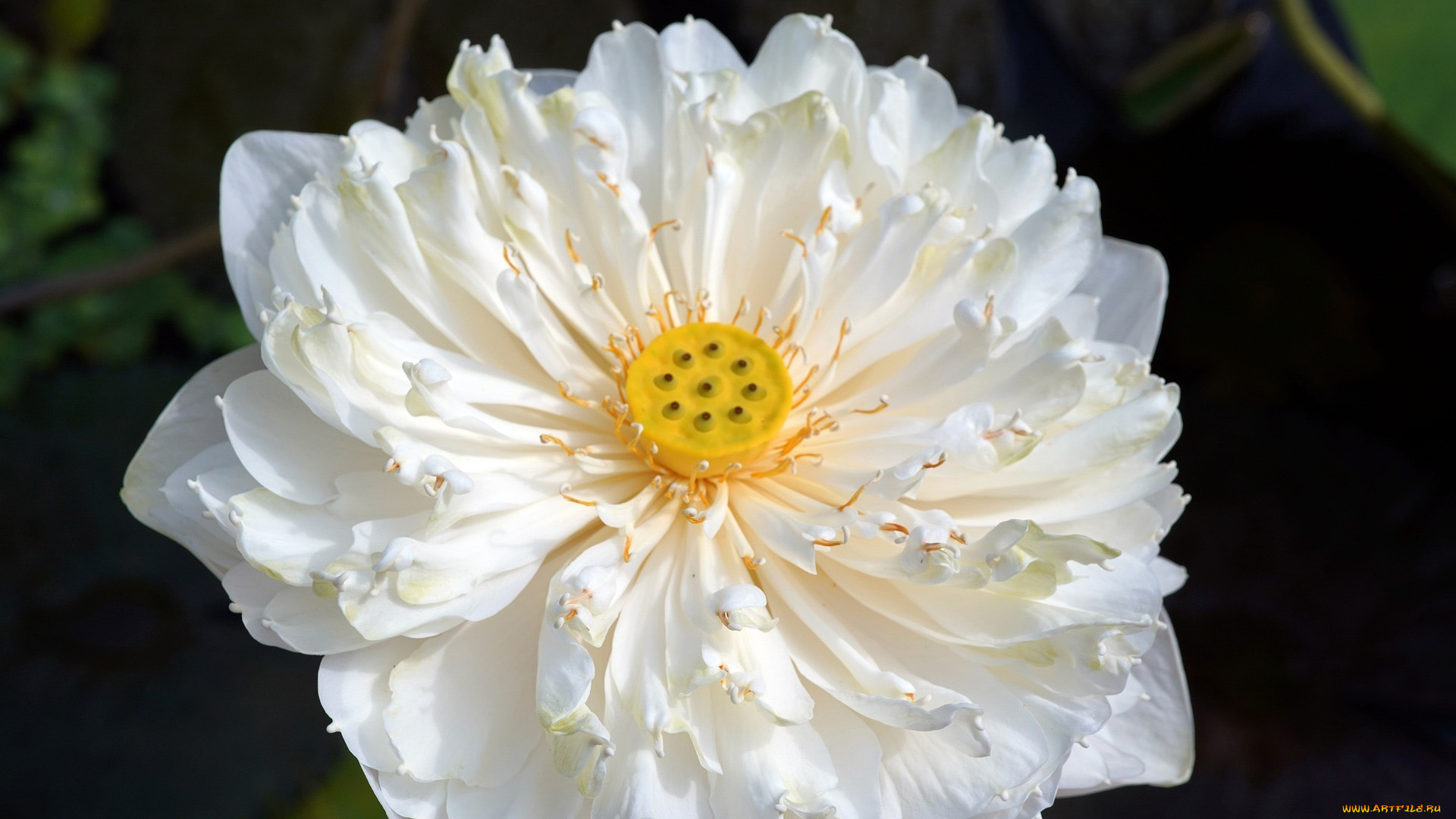 цветы, лотосы, белый, лотос, макро