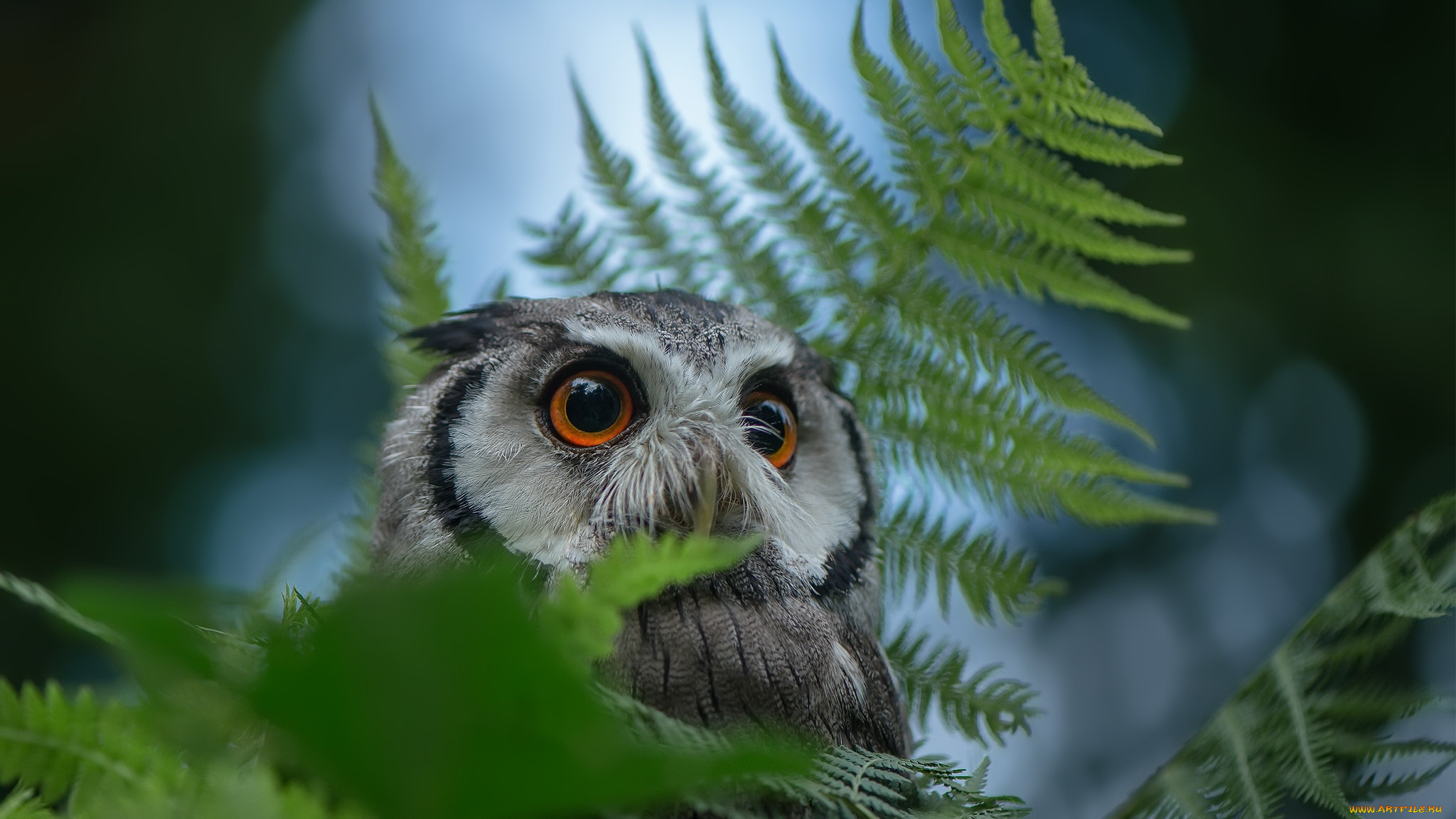 животные, совы, природа, сова, птица