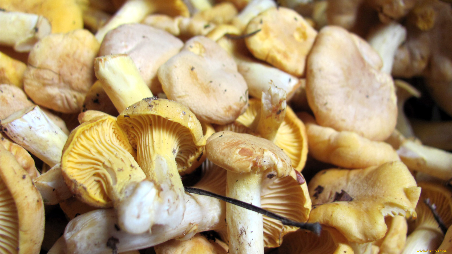 еда, грибы, , грибные, блюда, лисички