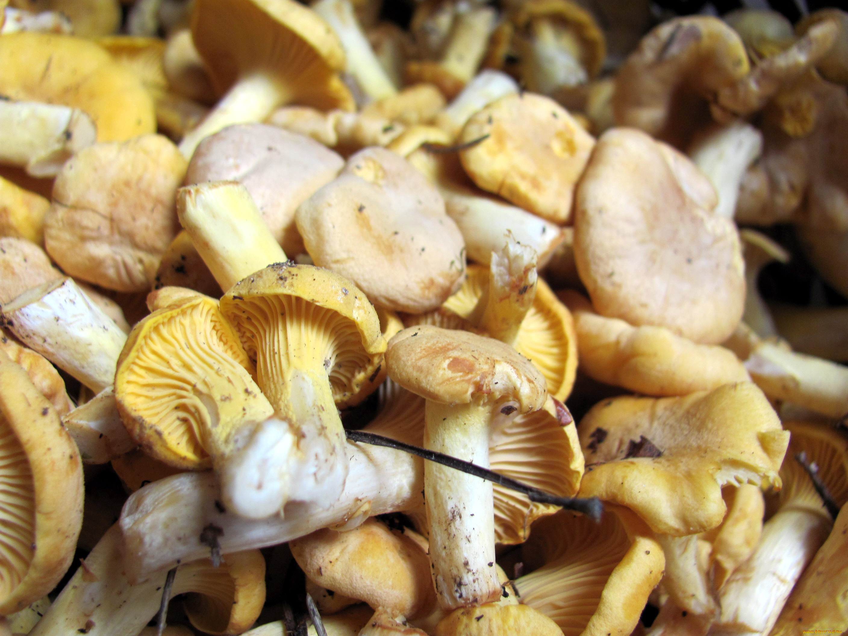 еда, грибы, , грибные, блюда, лисички