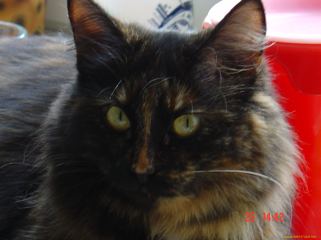 сафи, животные, коты