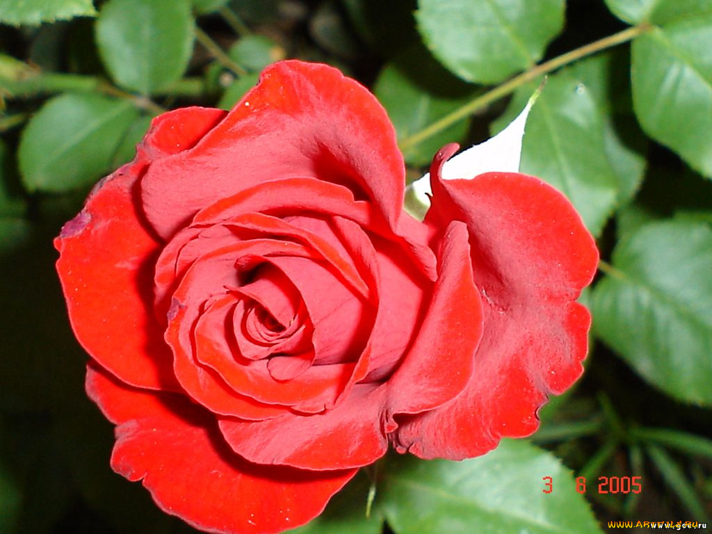 цветы, розы