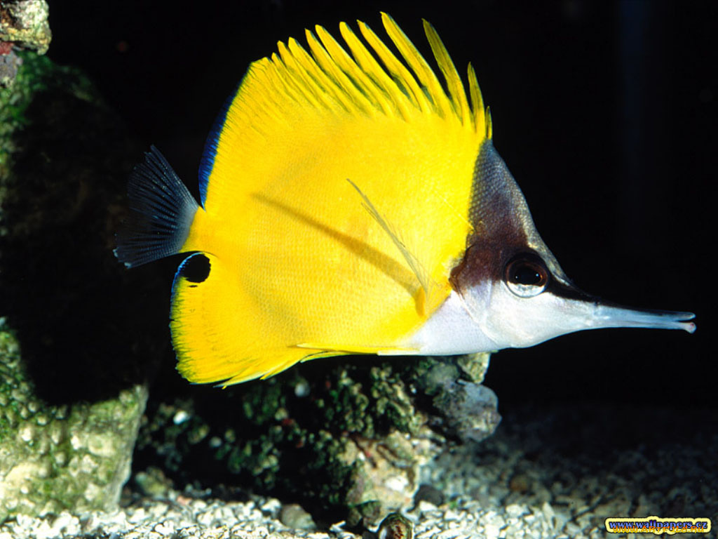 животные, рыбы