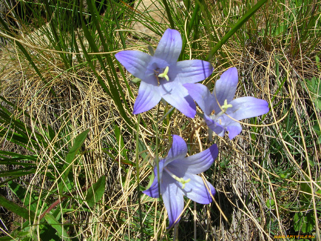цветы, приэльбрусья, колокольчики