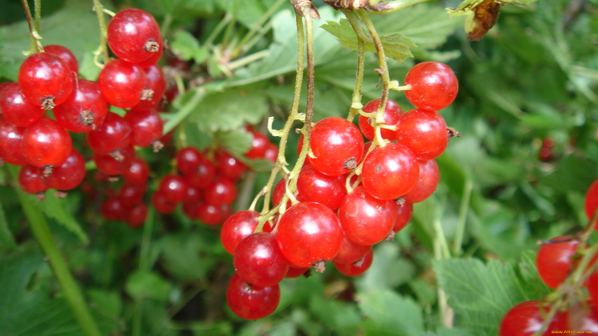 смородина, еда