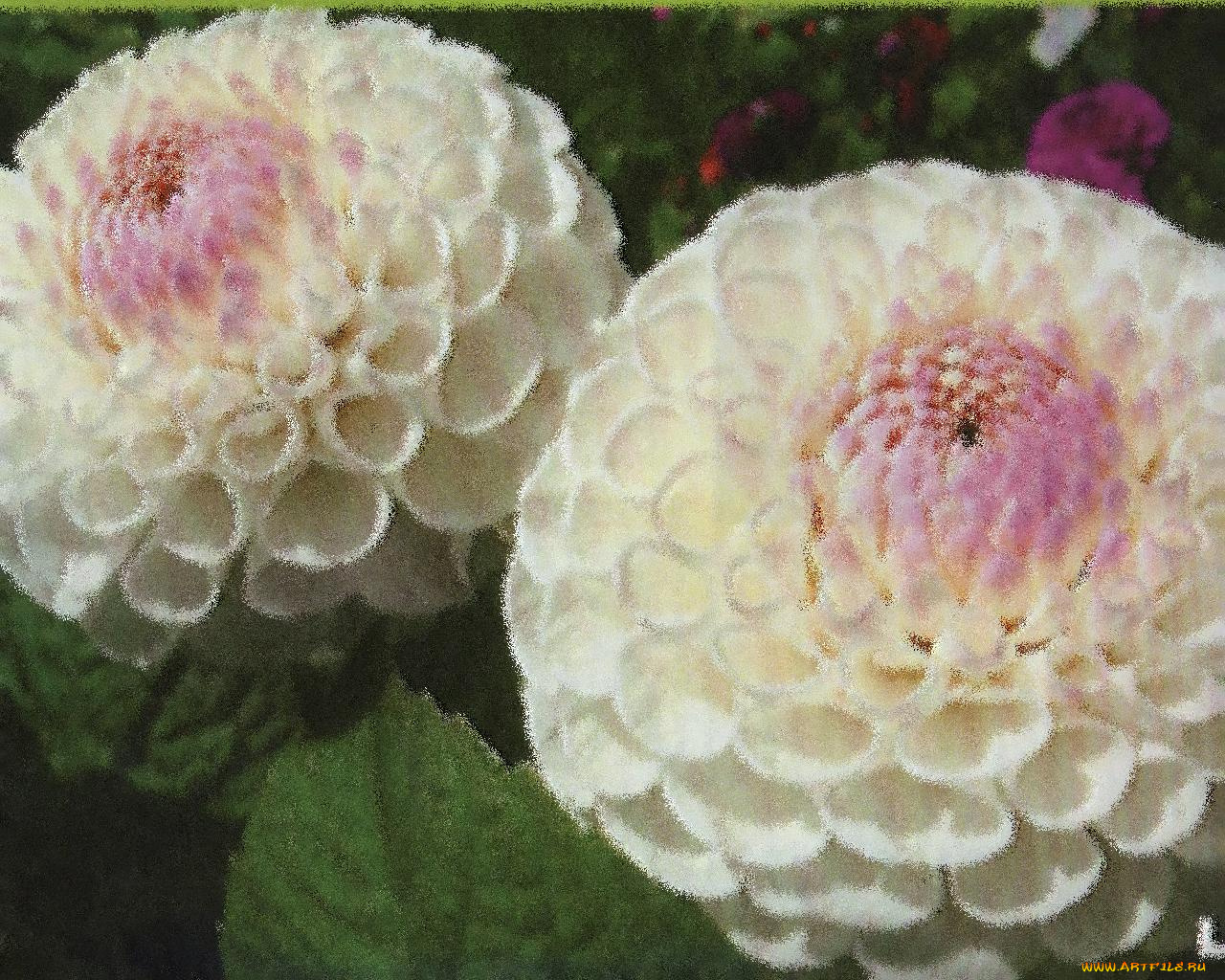 цветы, георгины