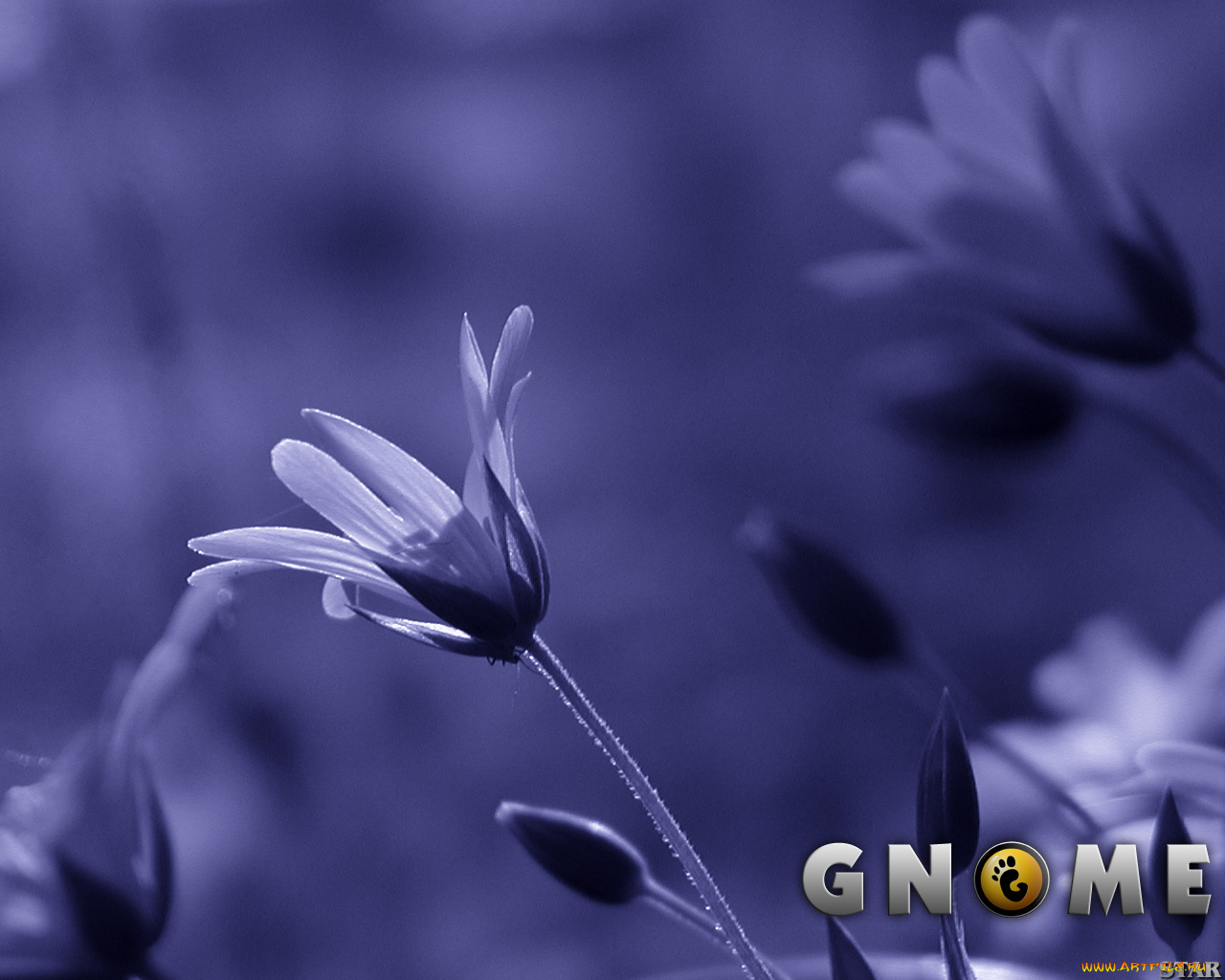 компьютеры, gnome