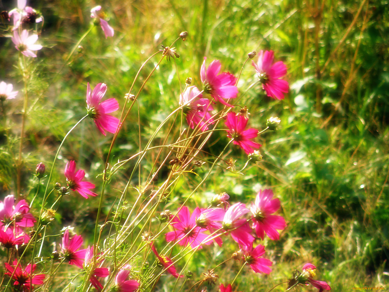цветы, космея