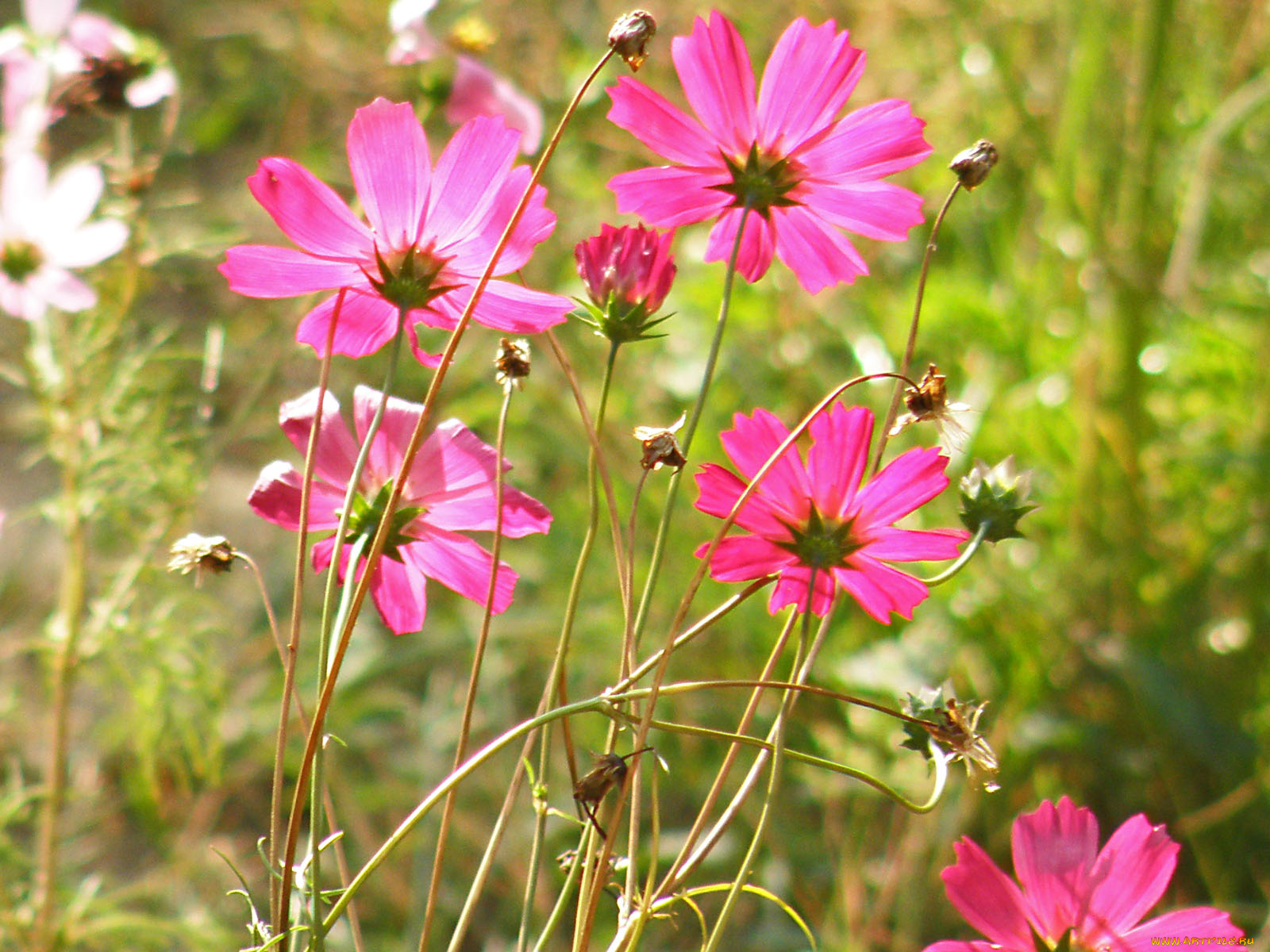 цветы, космея