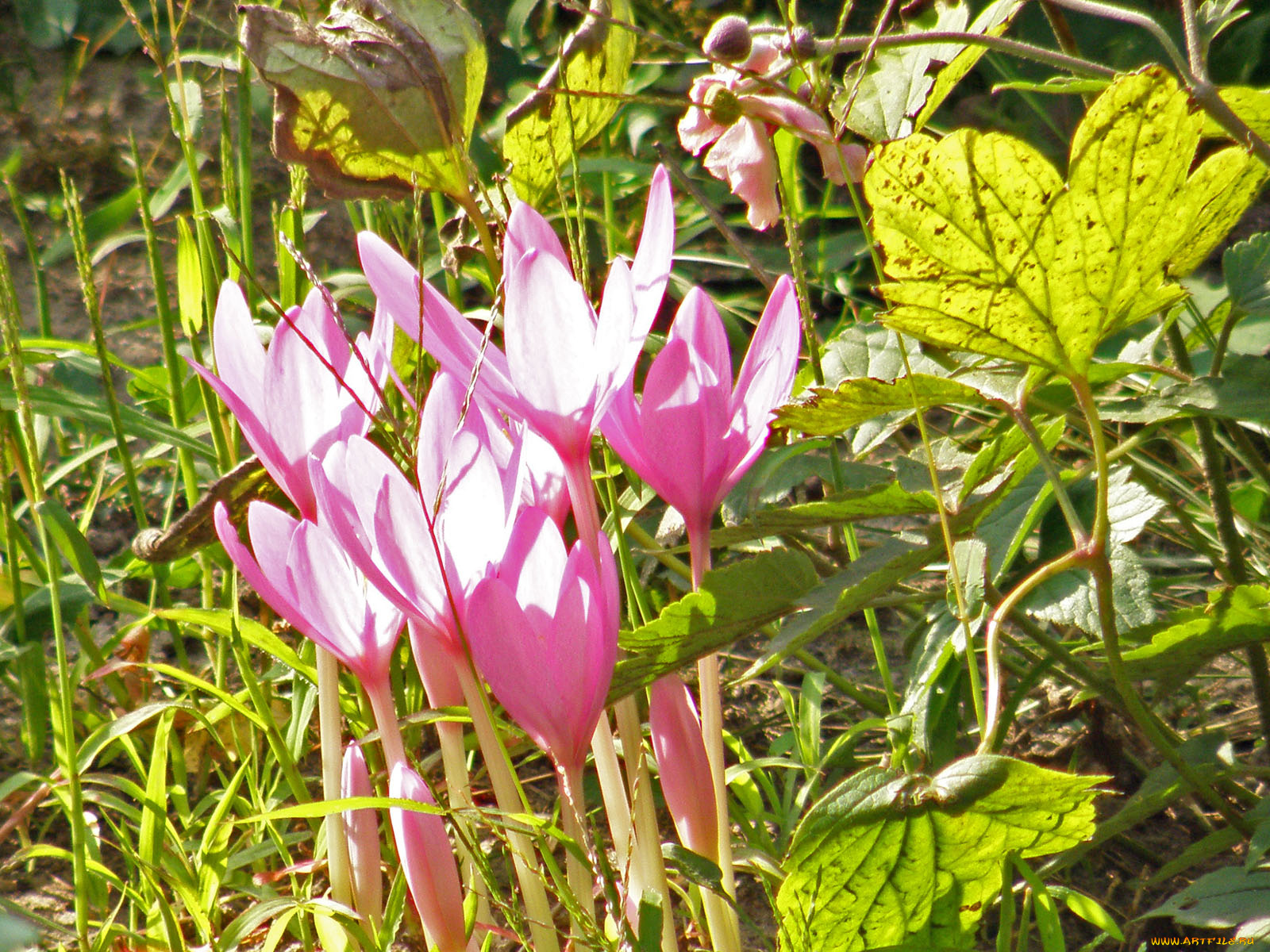 цветы, крокусы