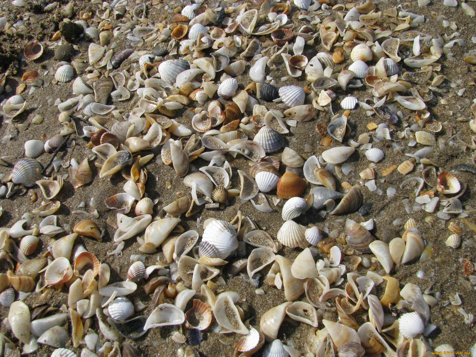 разное, ракушки, кораллы, декоративные, spa, камни