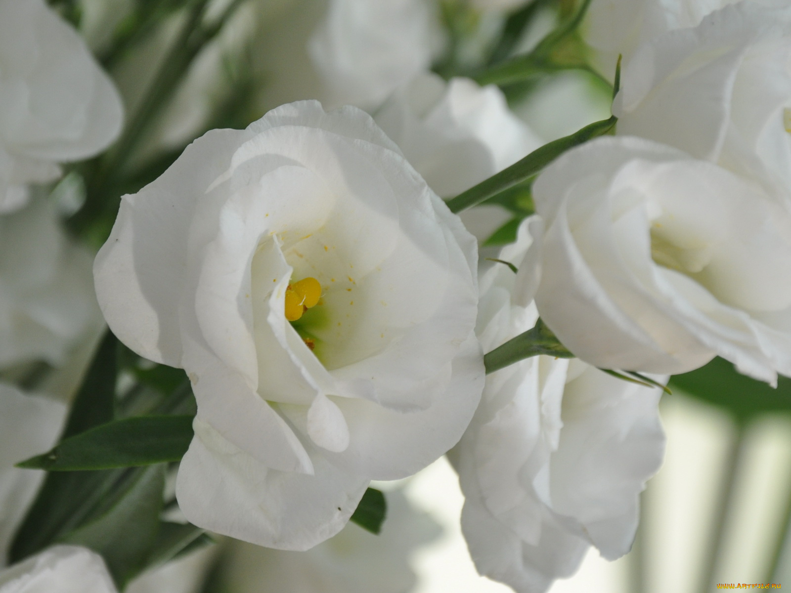 цветы, эустома