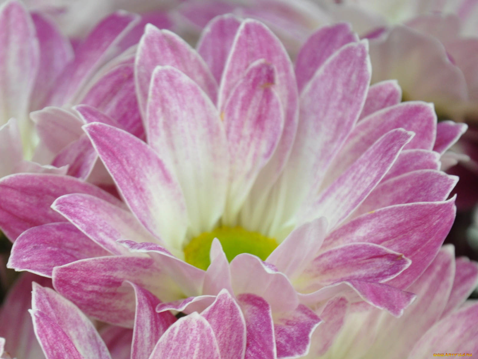 цветы, хризантемы