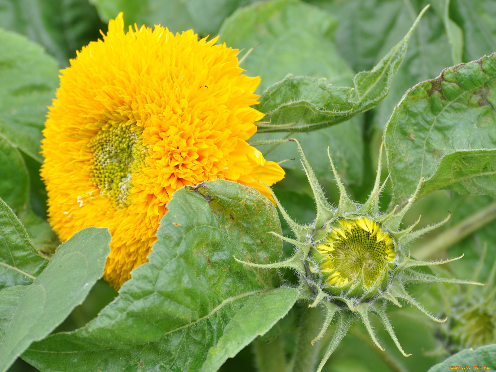 цветы, подсолнухи