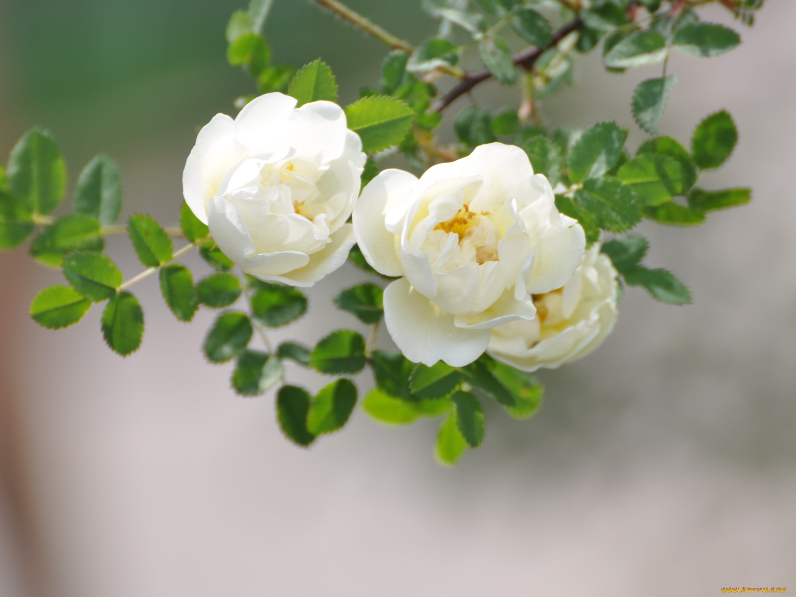 цветы, шиповник