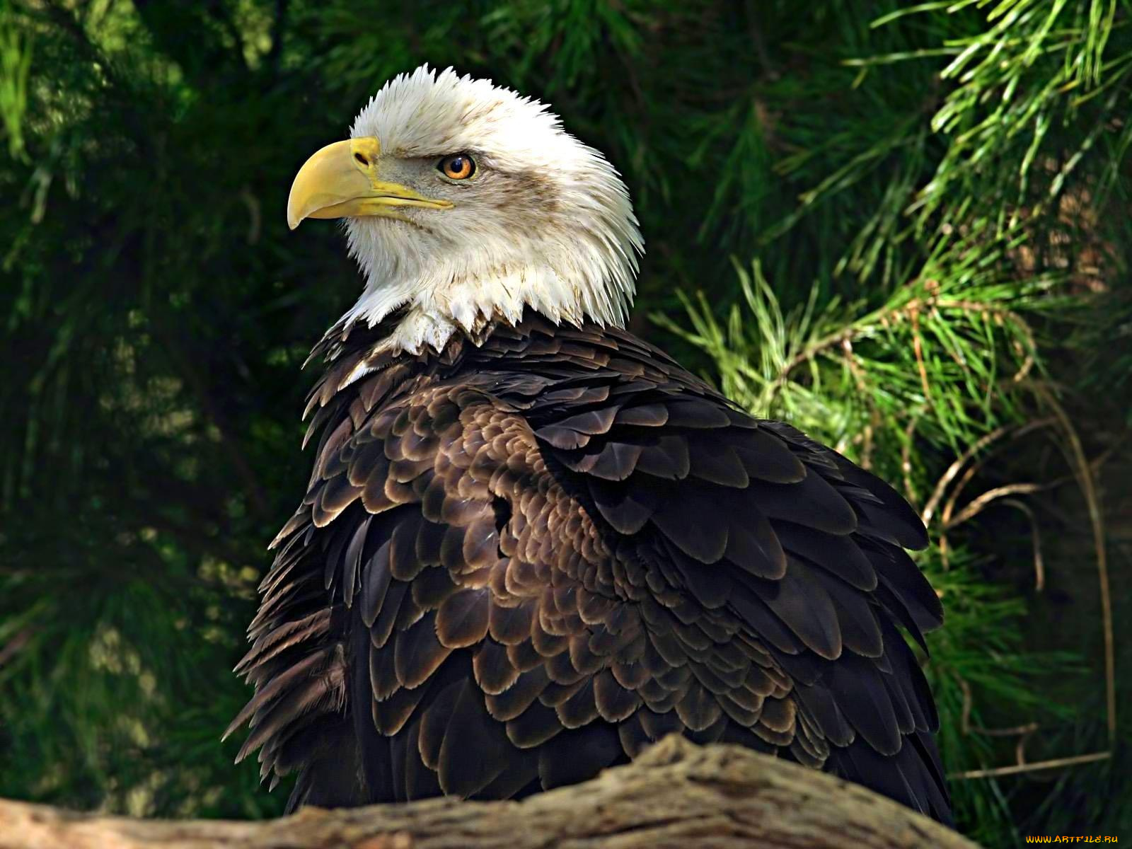 животные, птицы, хищники