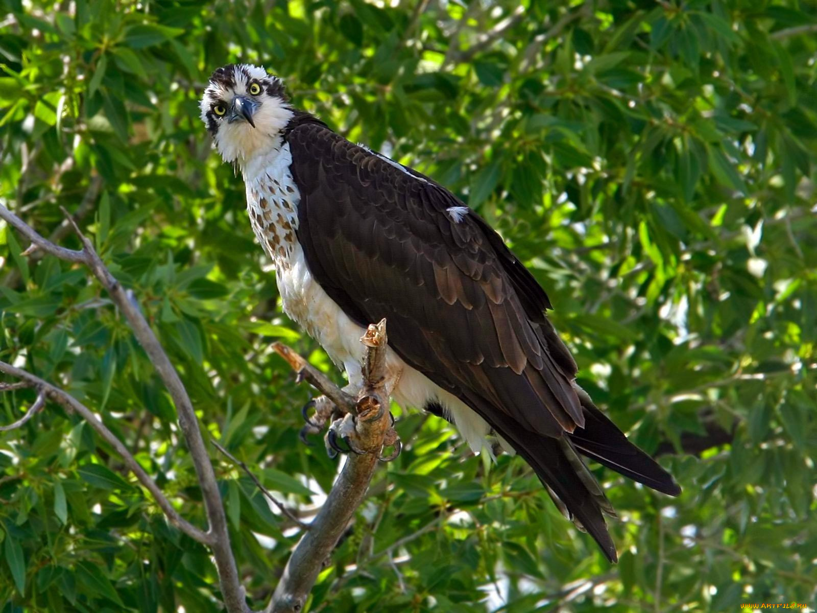 животные, птицы, хищники