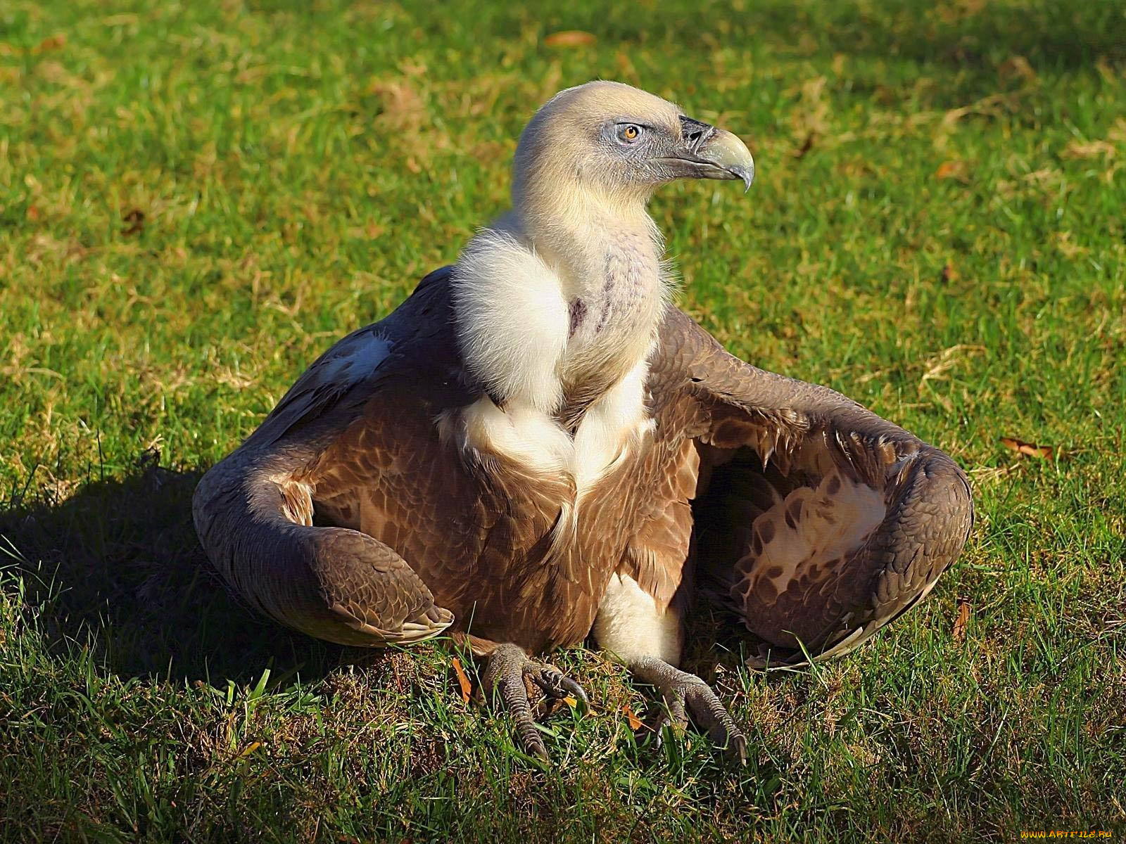 животные, птицы, хищники