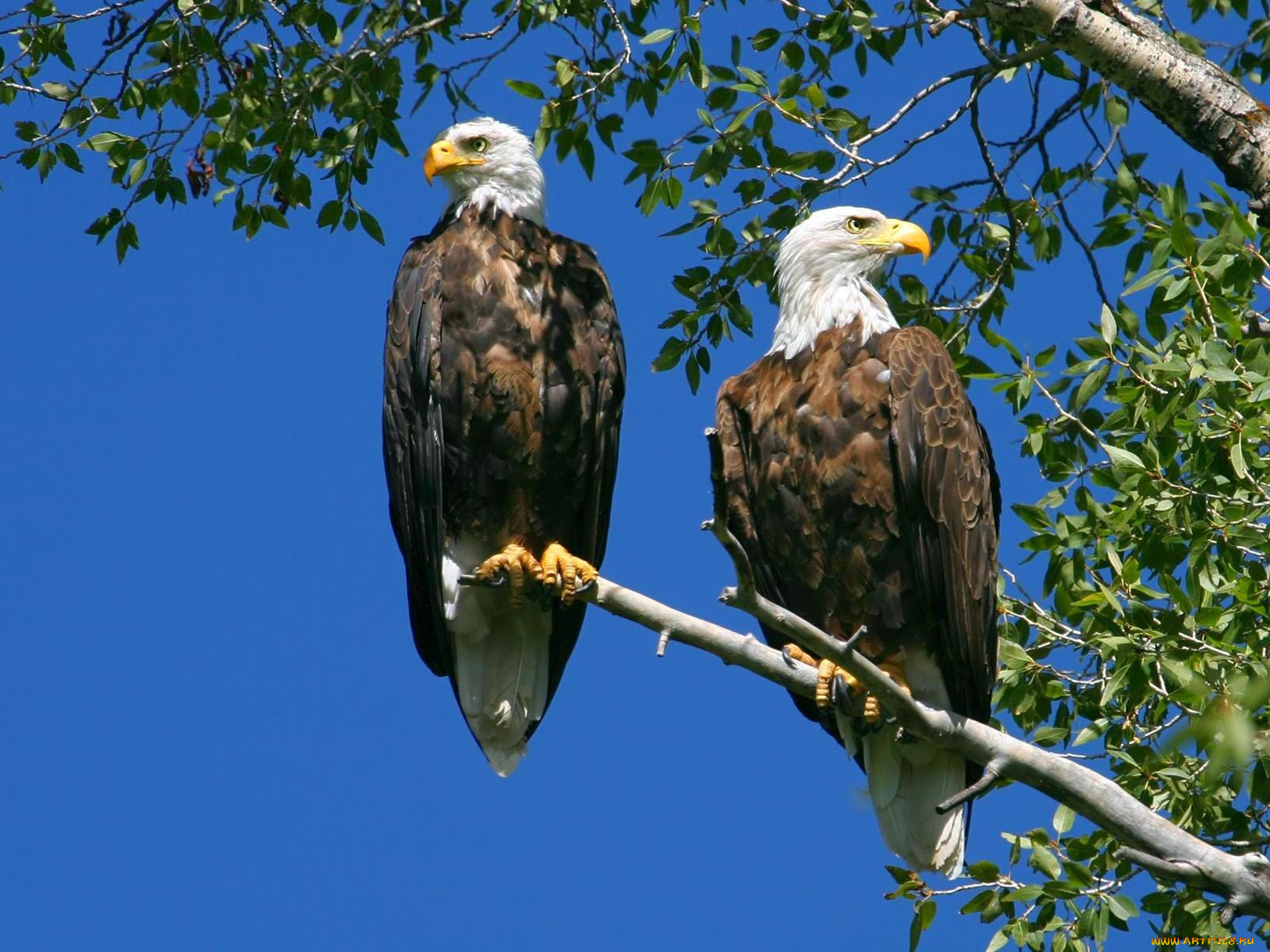 животные, птицы, хищники