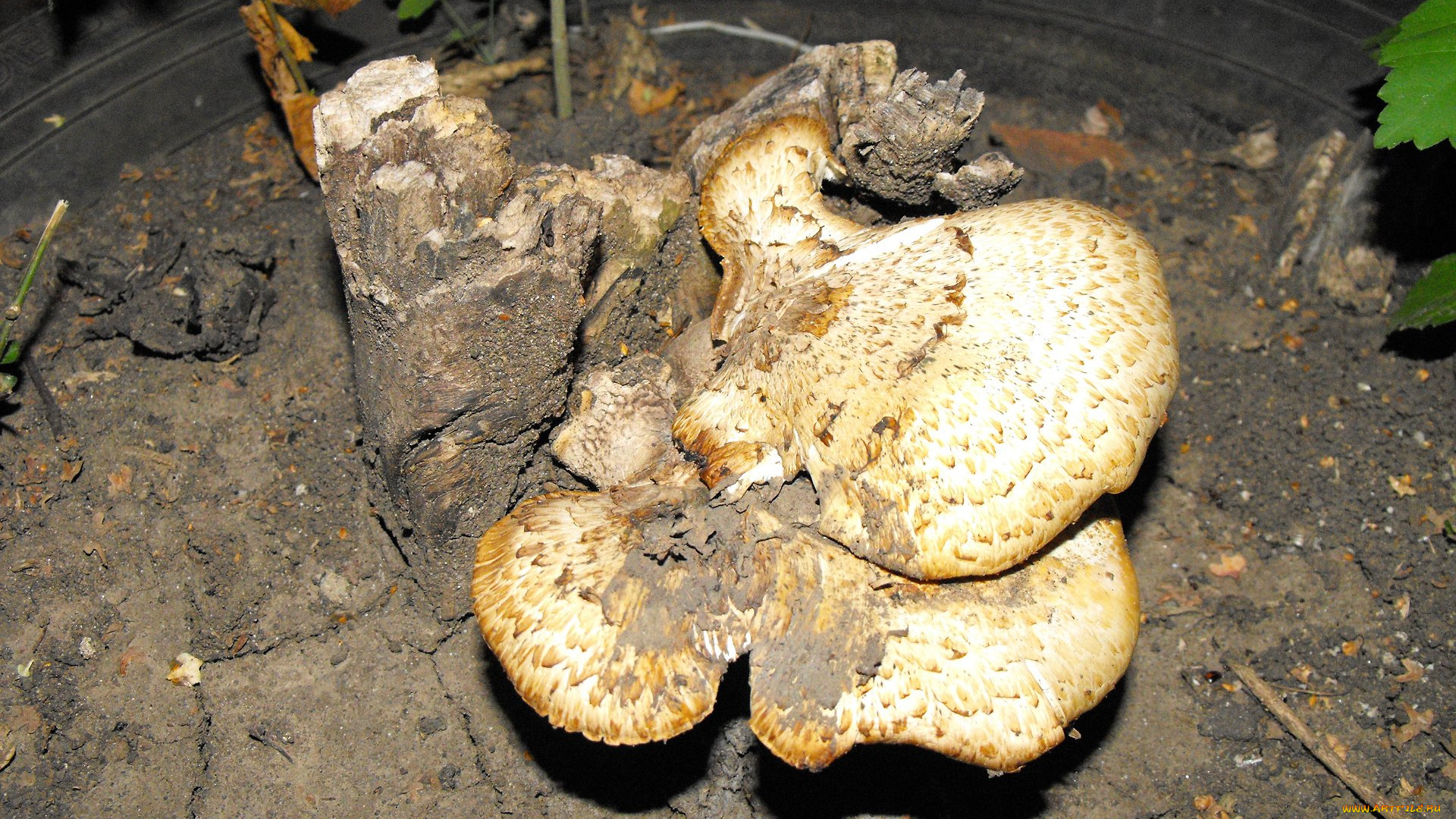 природа, грибы