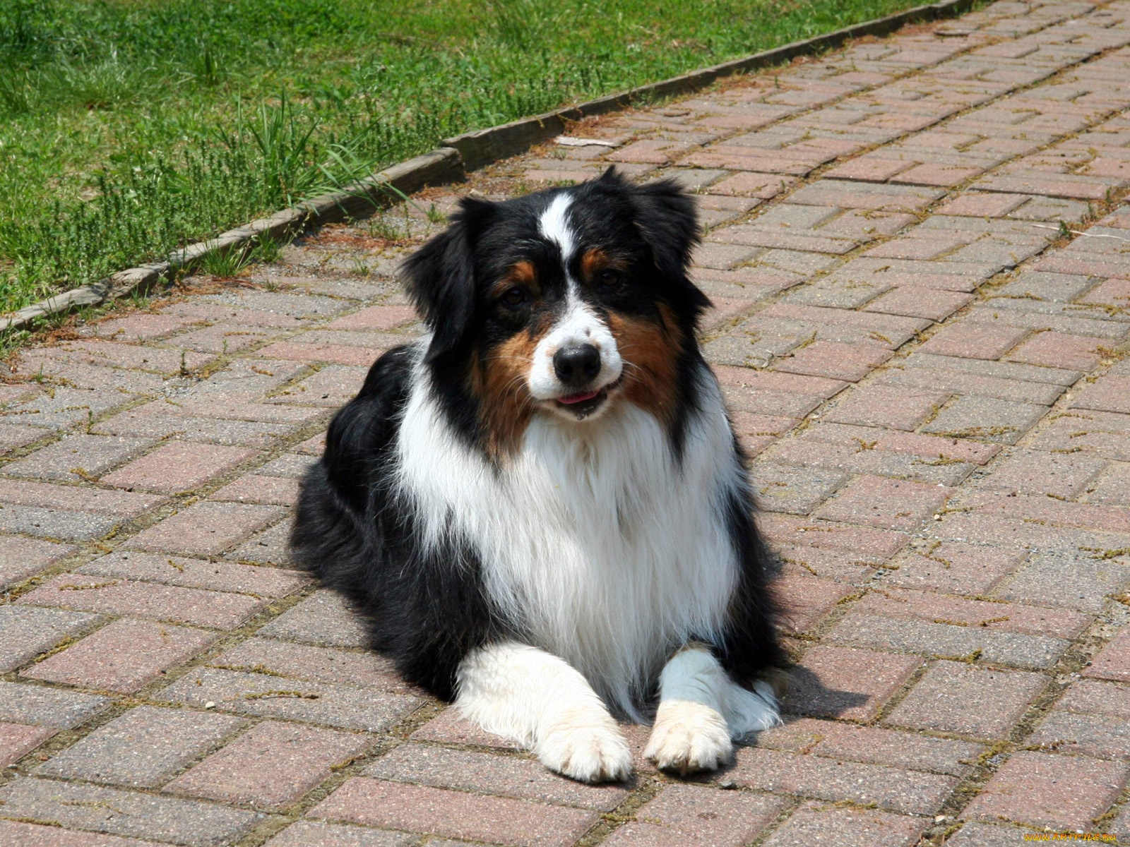 животные, собаки, зенненхунд