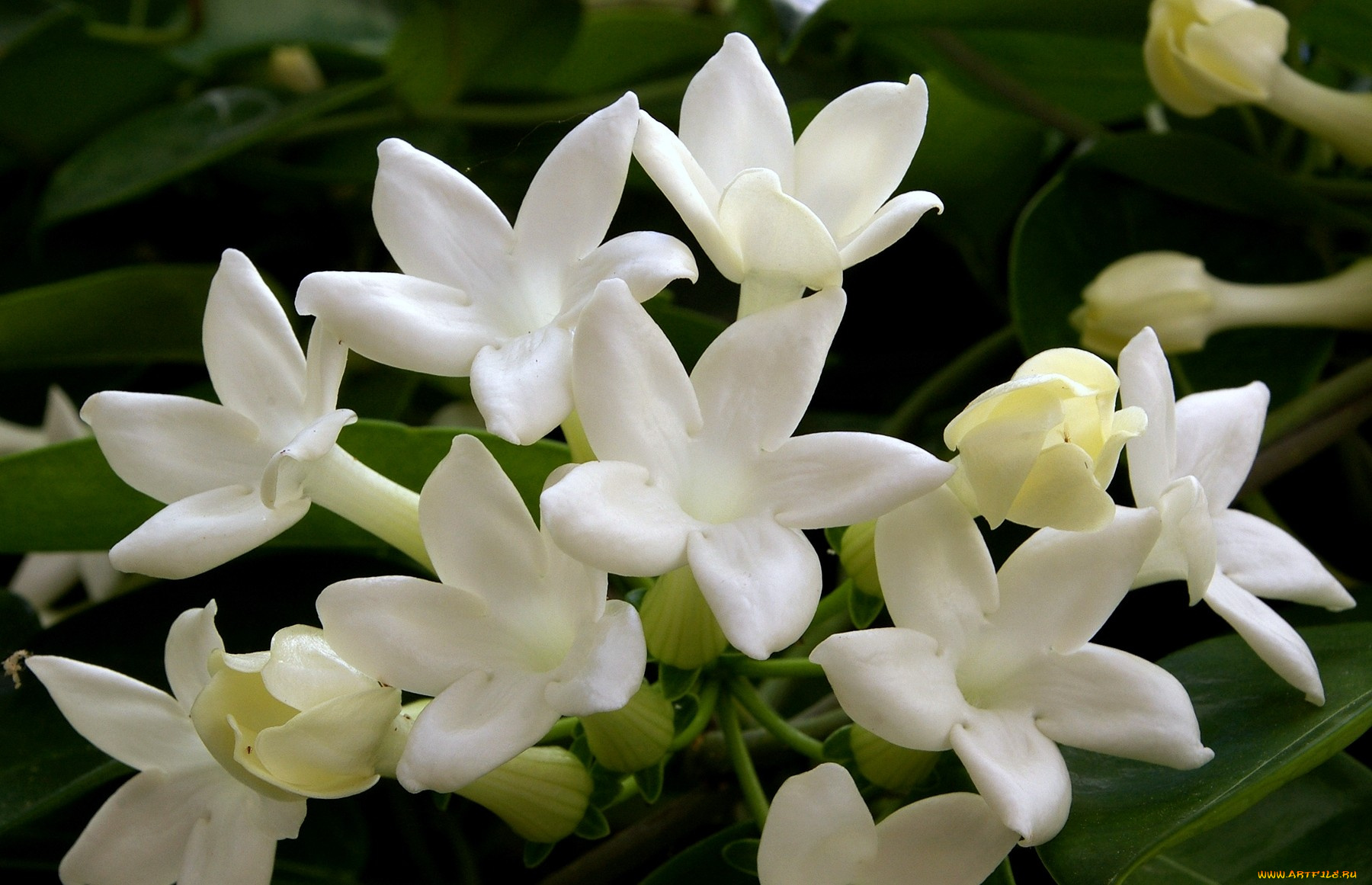 стефанотис, цветы, цветущие, деревья, кустарники, белый, звездочки