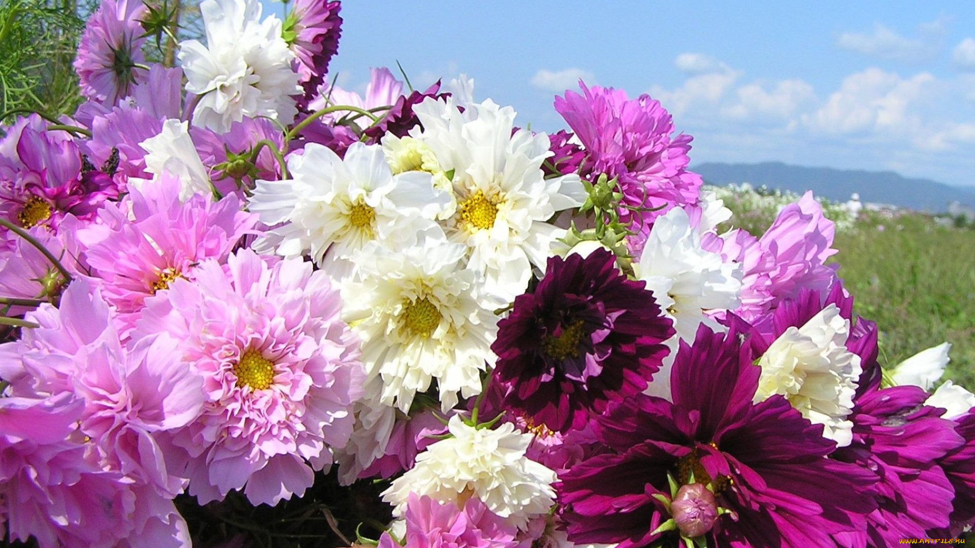 цветы, пионы, лепестки