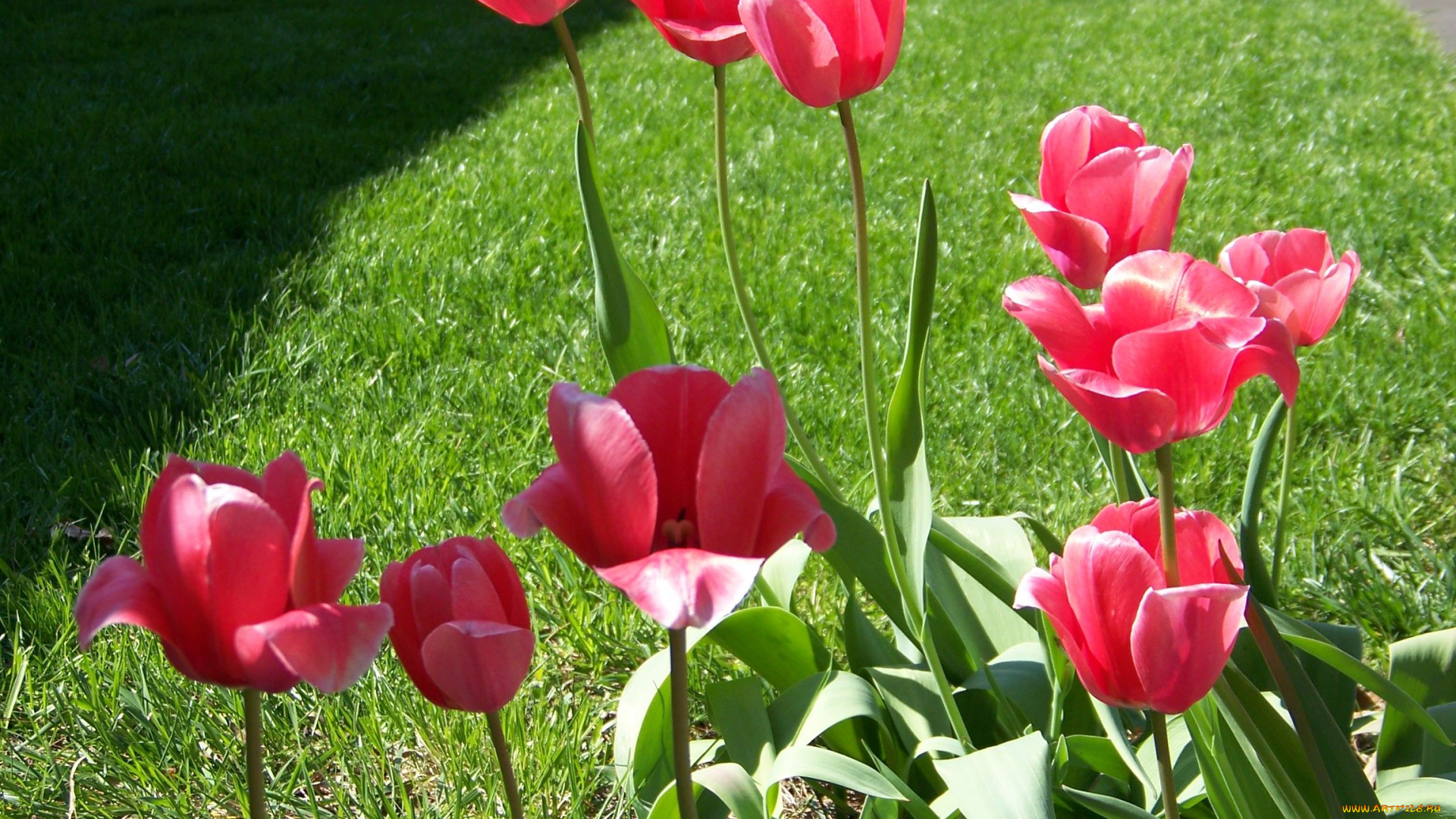 цветы, тюльпаны