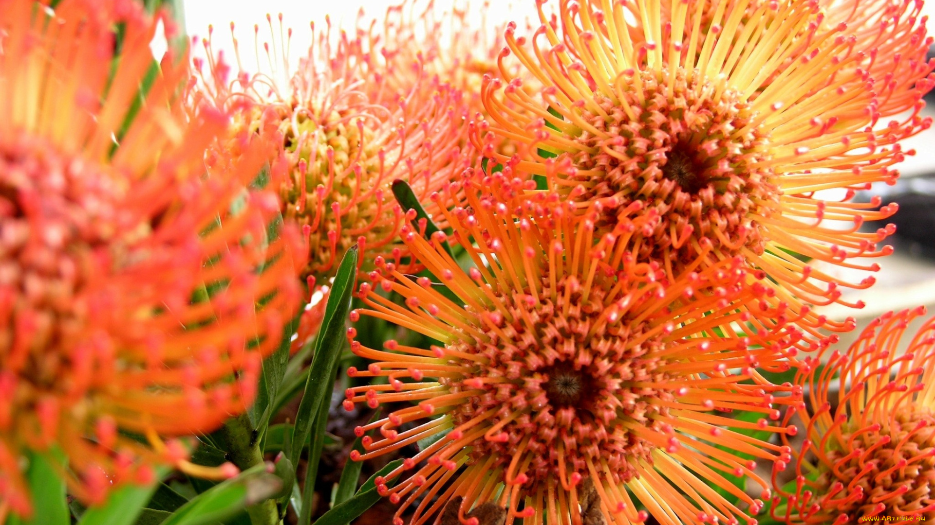 протея, цветы, круглый, оранжевый