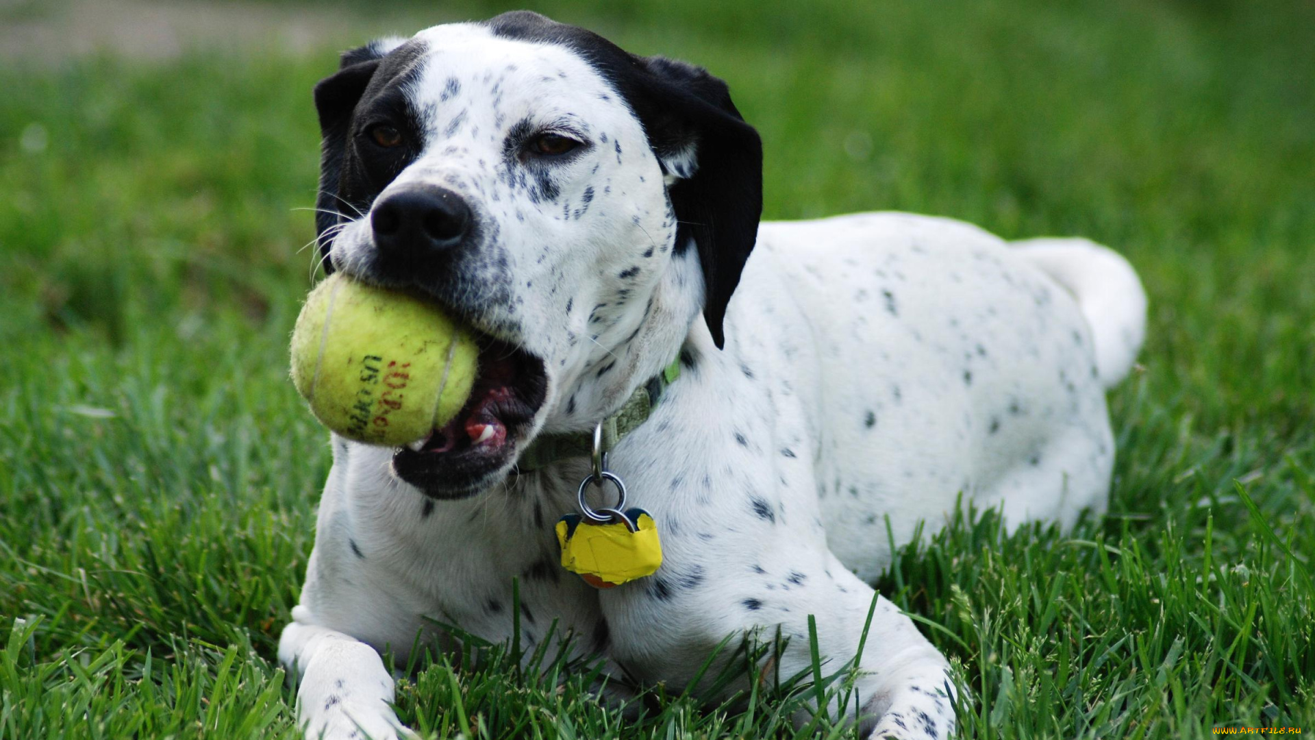животные, собаки