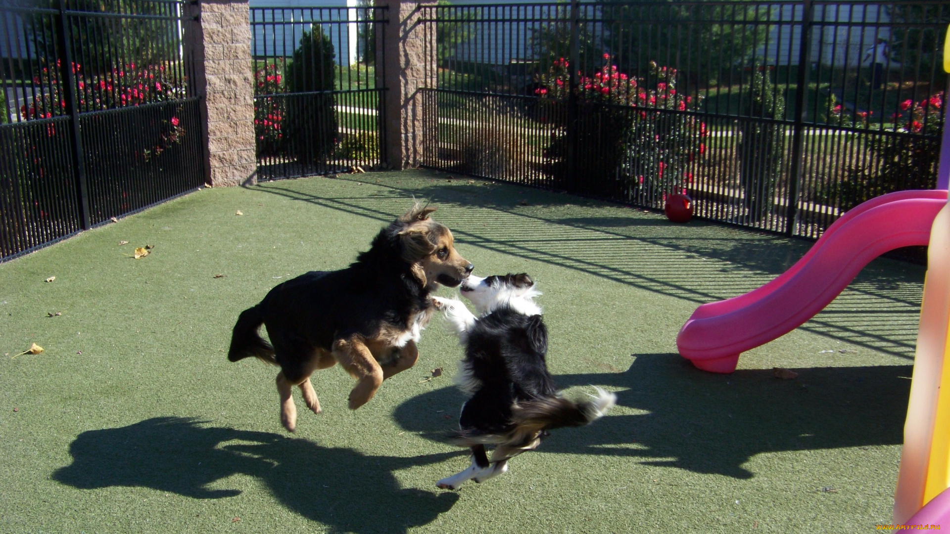 животные, собаки