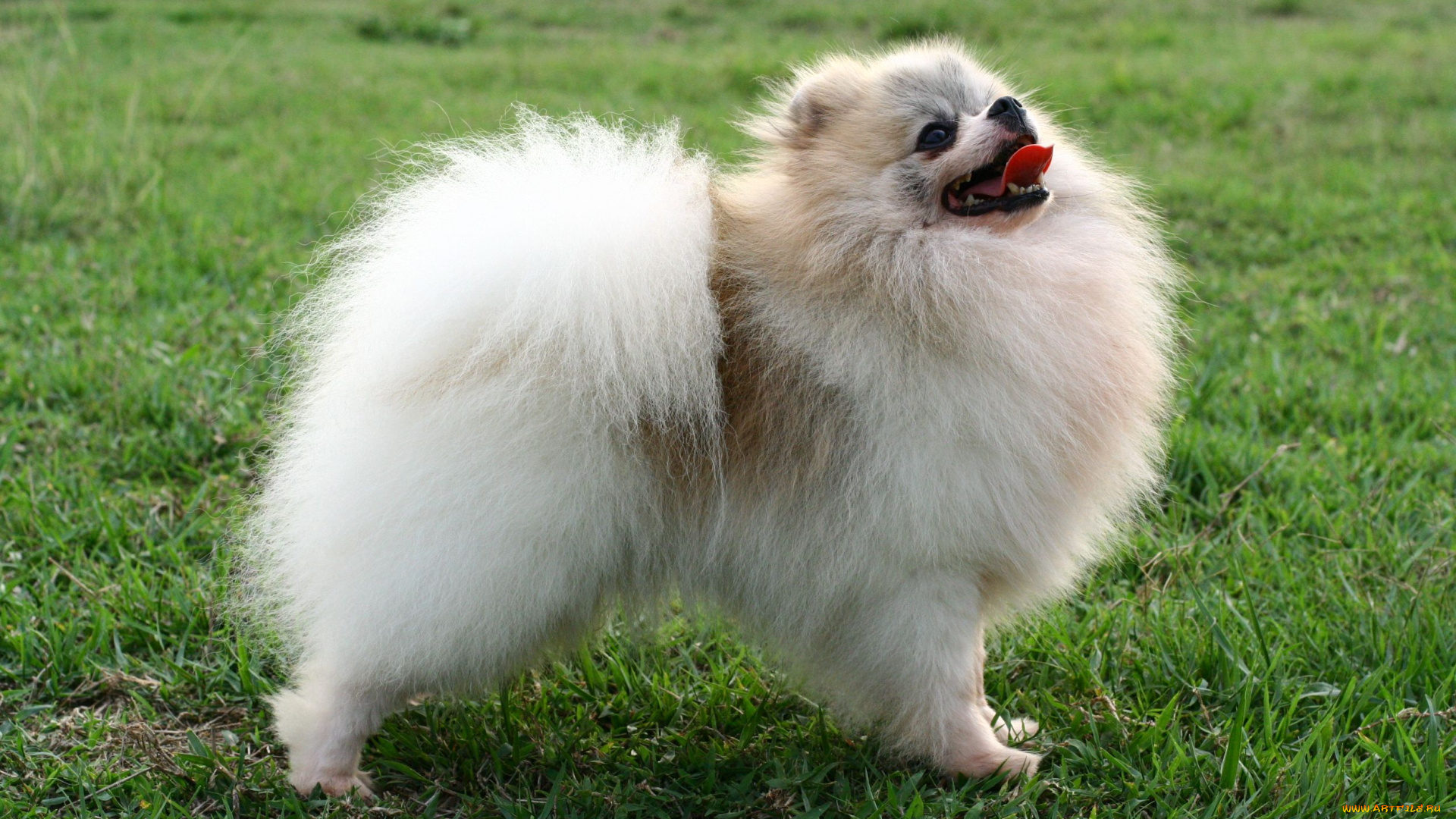 животные, собаки, шпиц