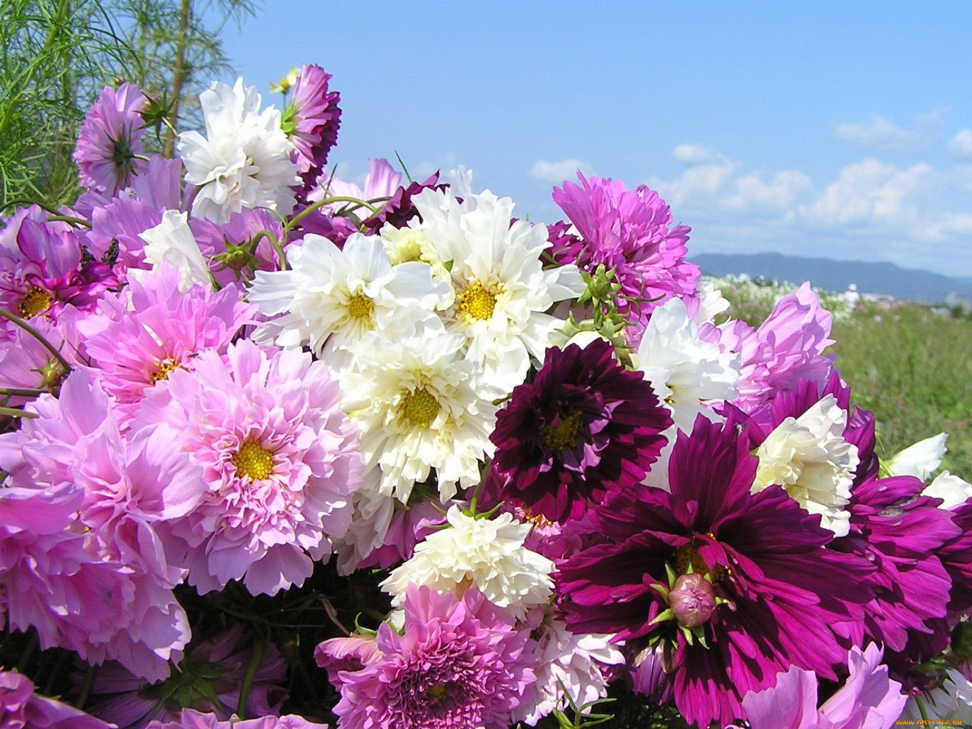 цветы, пионы, лепестки