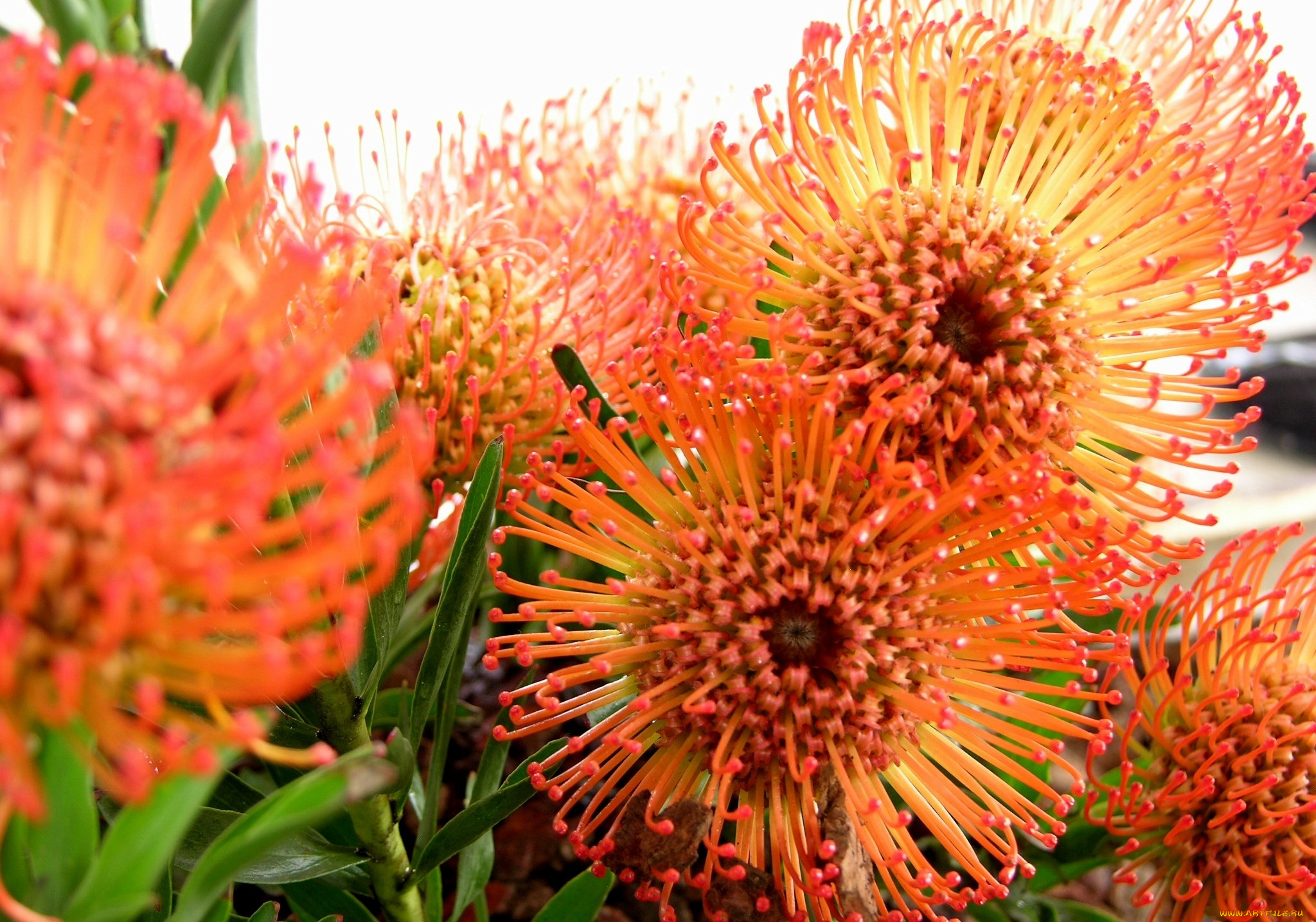 протея, цветы, круглый, оранжевый