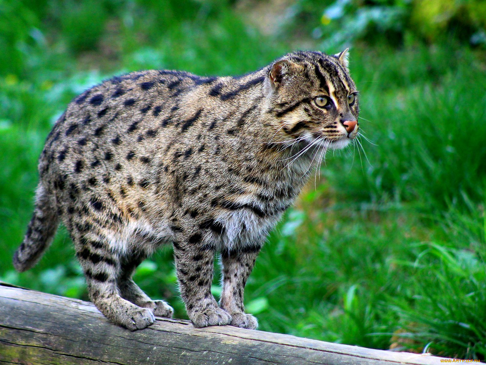 животные, дикие, кошки, кот-енот, кот-рыболов, пятнистый