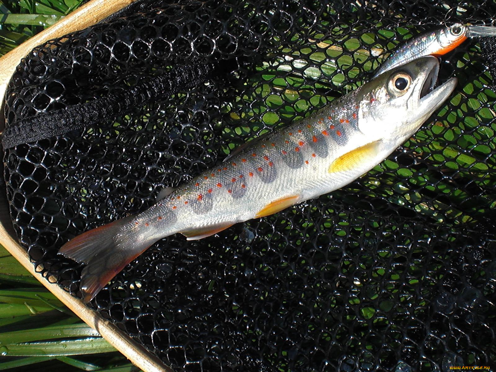 животные, рыбы, рыба, сетка