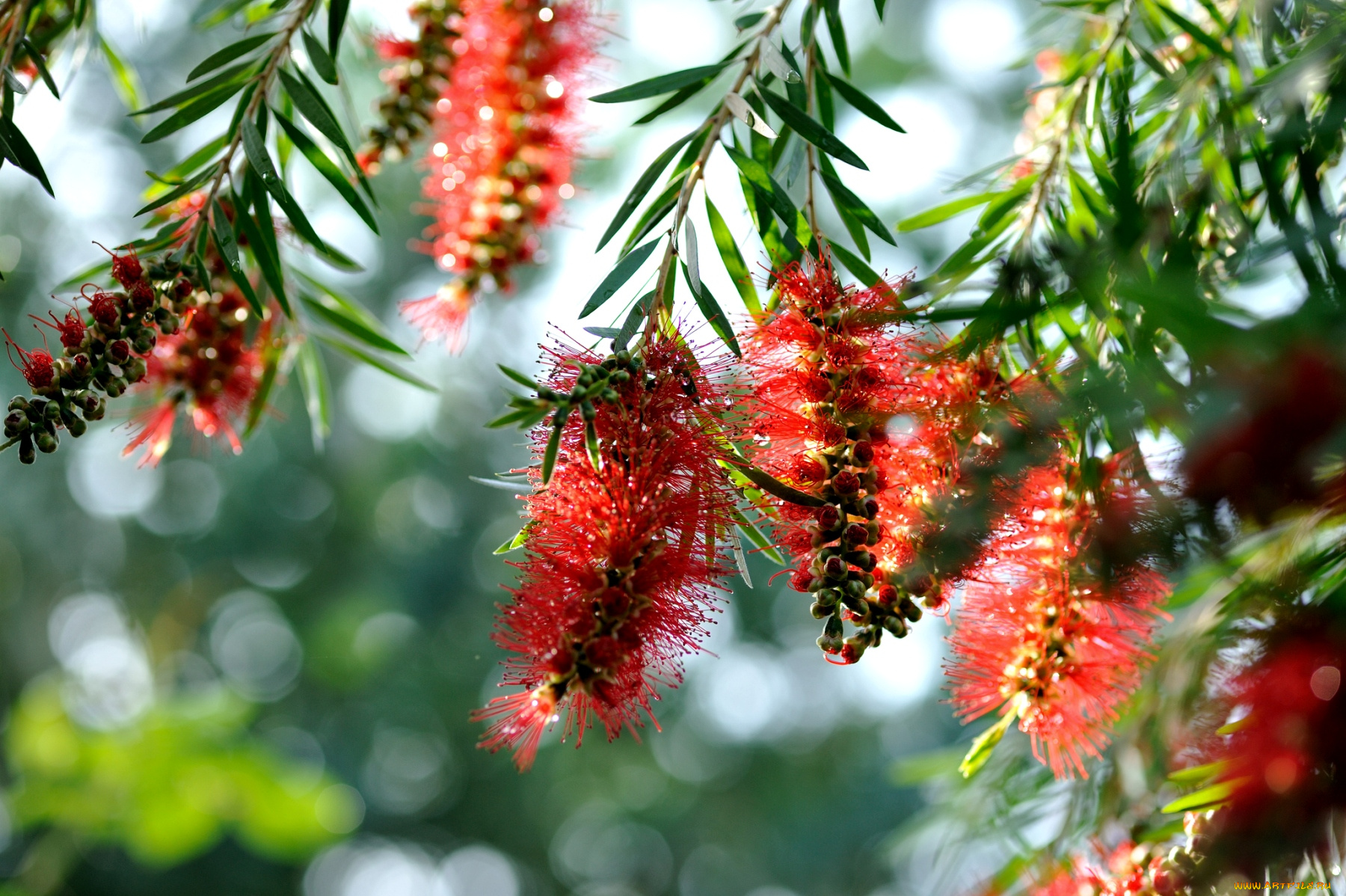 цветы, каллистемон, ветки, экзотика