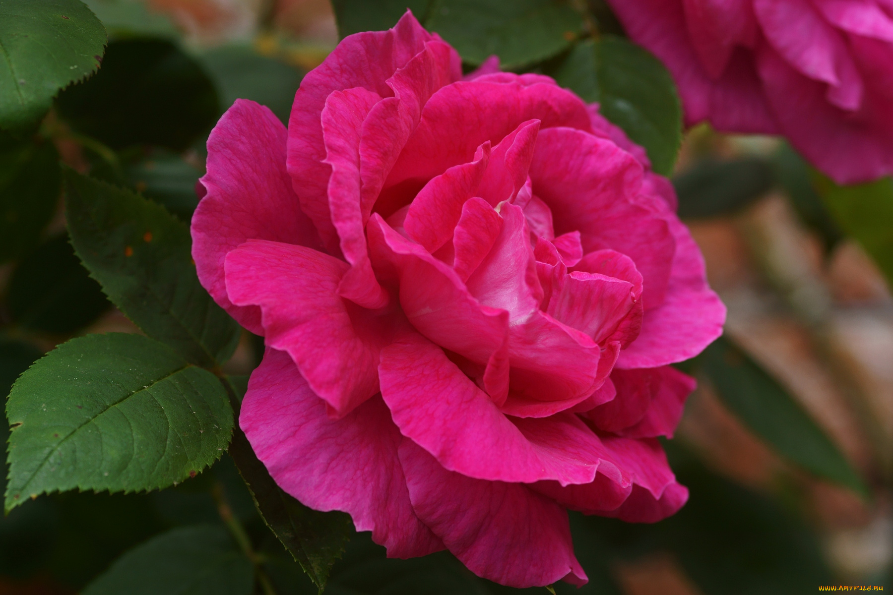 цветы, розы, розовый, лепестки, королева