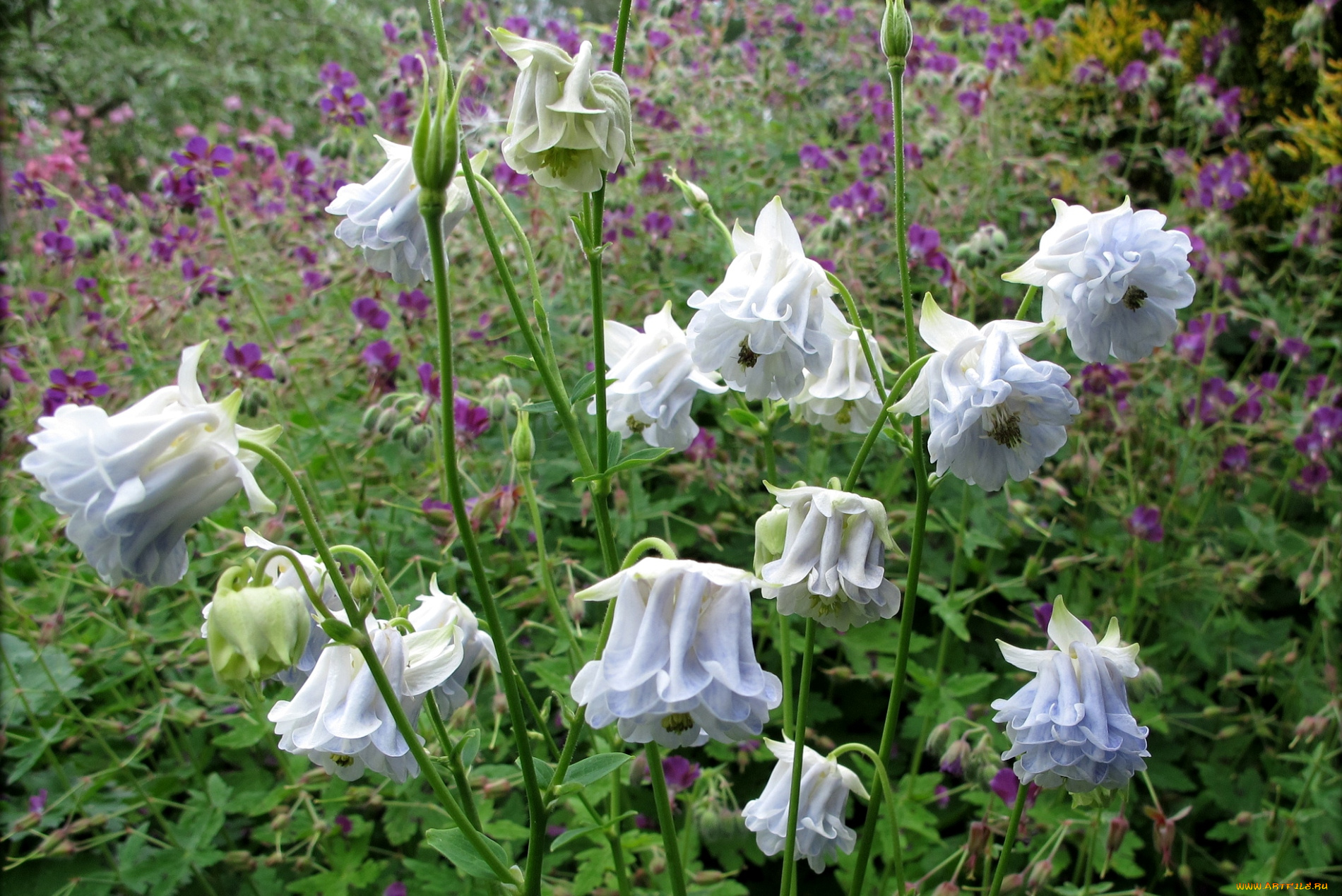 цветы, аквилегия, водосбор, белый, коломбина