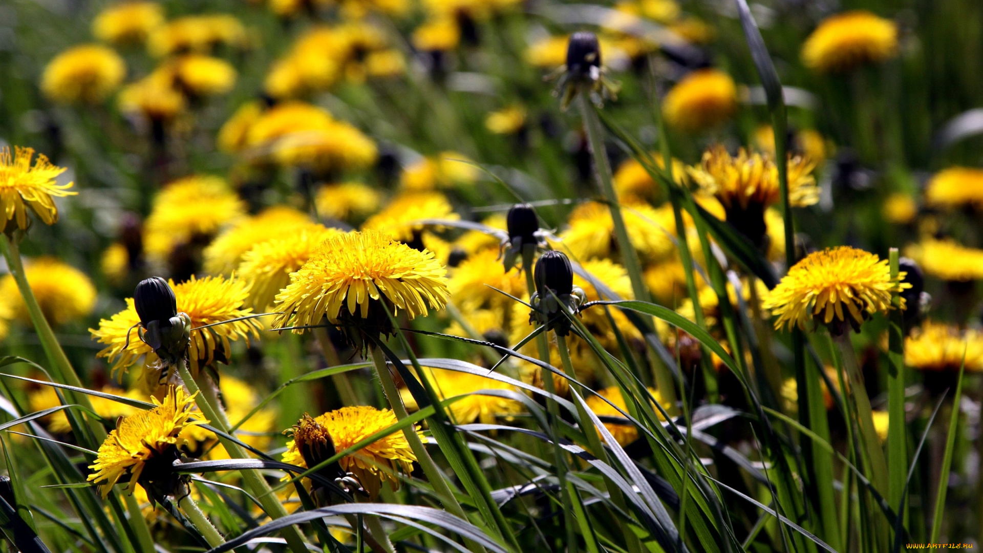 цветы, одуванчики, луг, трава
