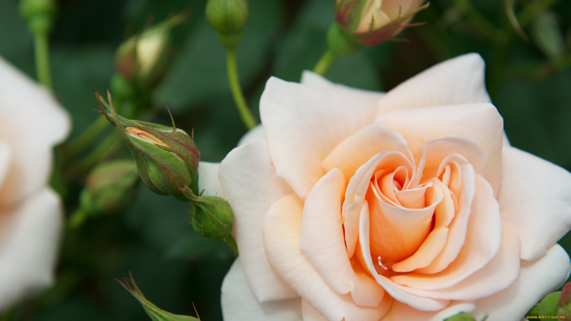 цветы, розы, кремовый, бутоны, лепестки