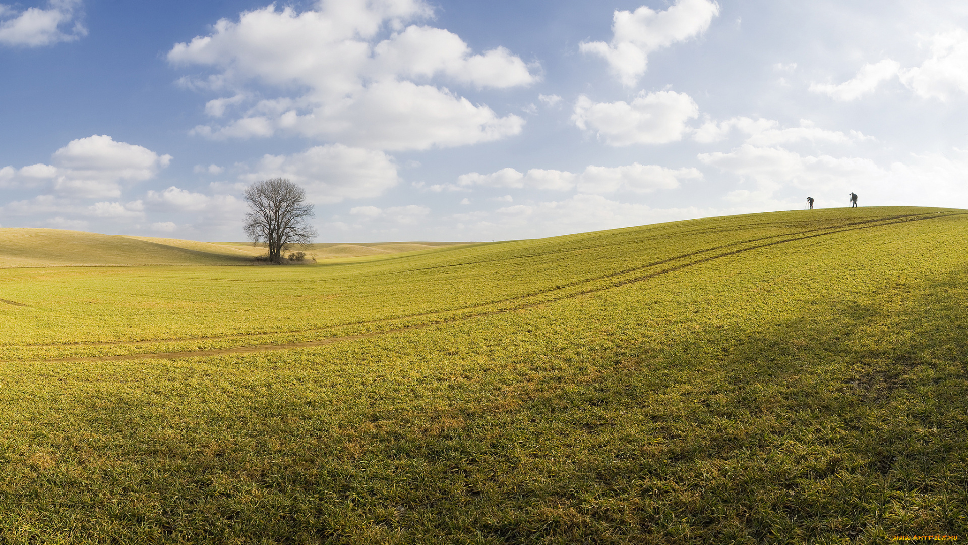 природа, поля, небо, дерево, поле