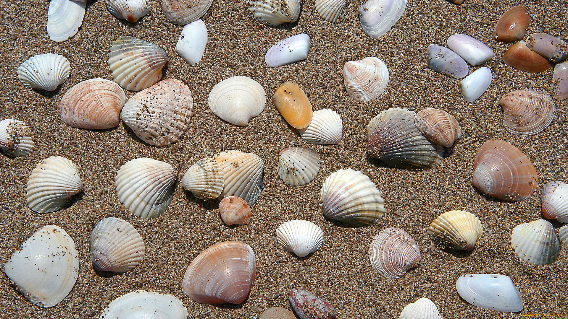 разное, ракушки, кораллы, декоративные, spa, камни